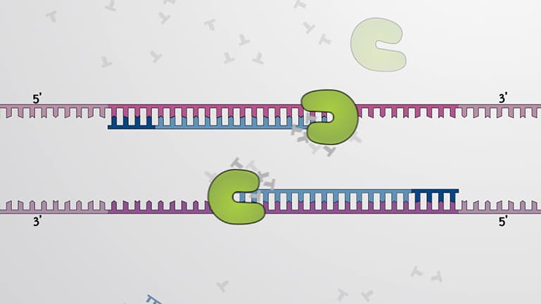 PCR