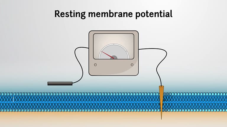The Resting Membrane Potential