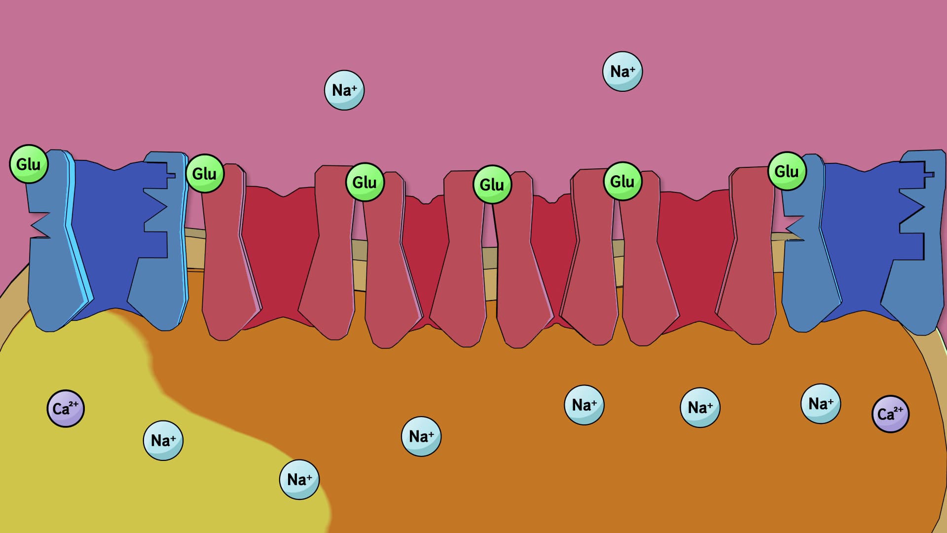 Long-term Potentiation