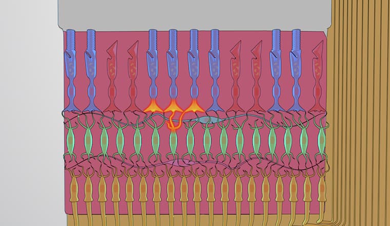 The Retina