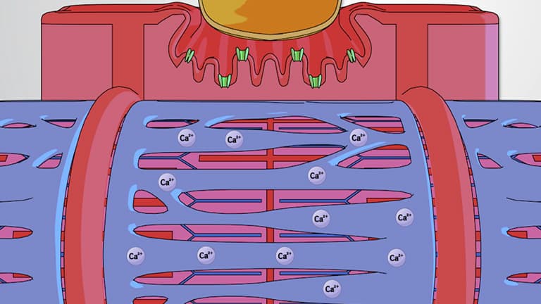 Muscle Contraction