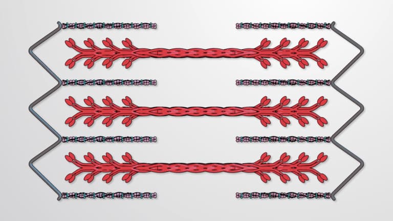 Cross-bridge Cycle