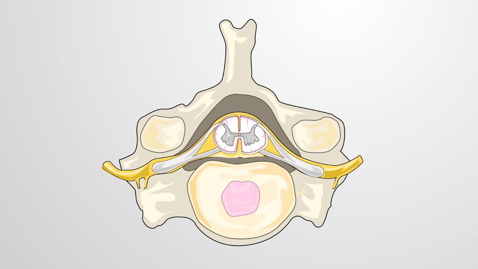 The Spinal Cord