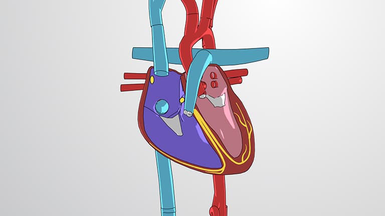 The Cardiac Cycle