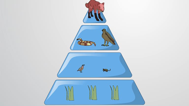 Trophic Efficiency