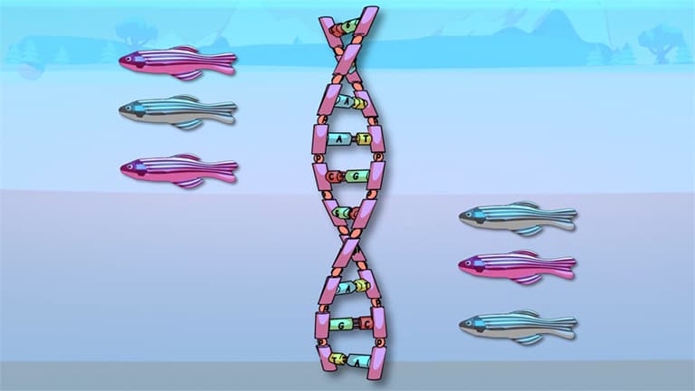 Speciation Rates
