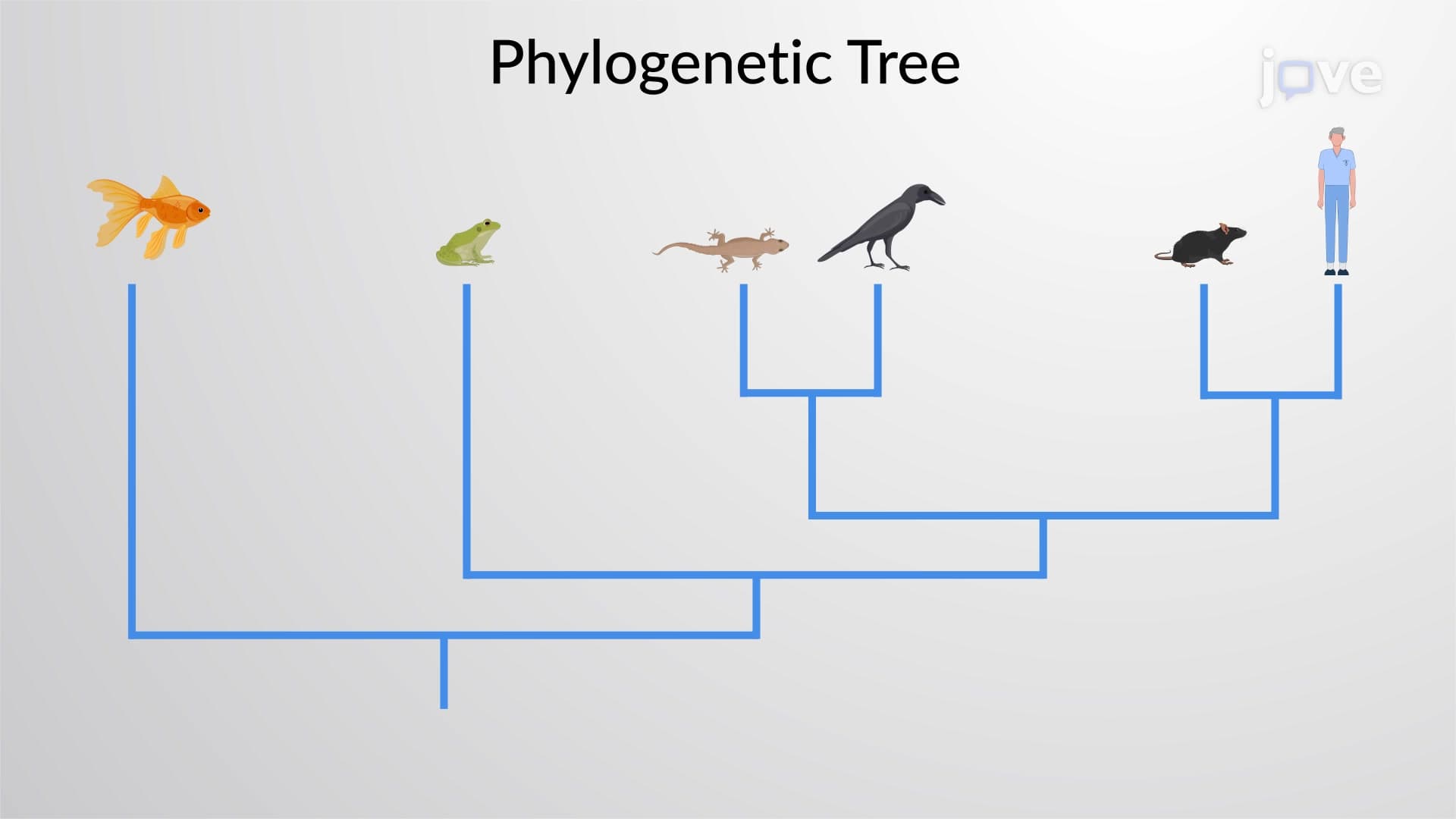 Phylogeny