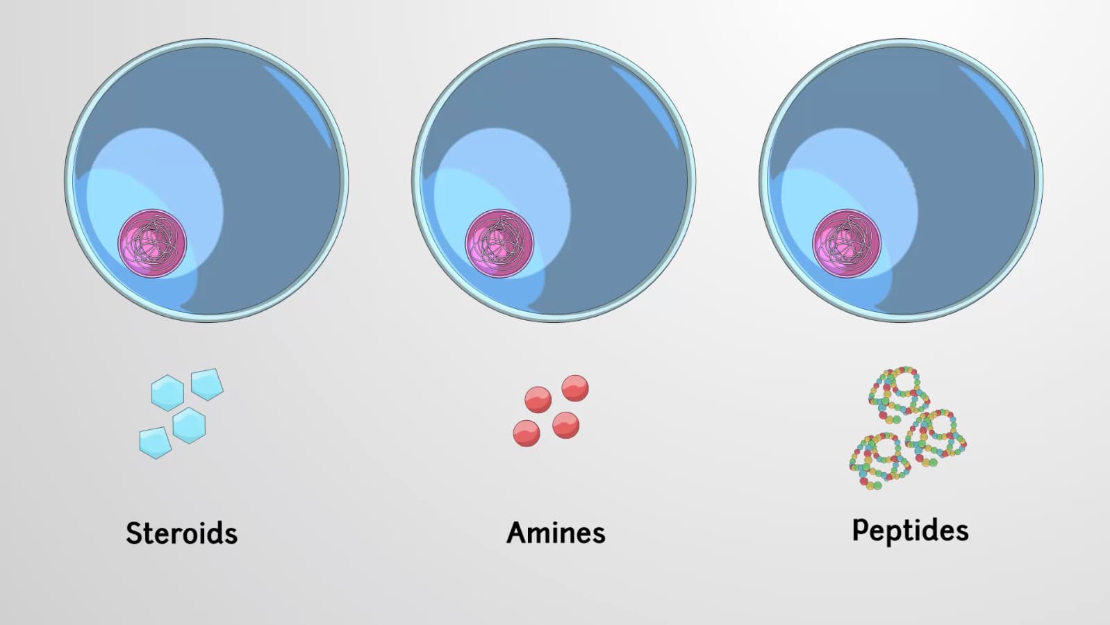 Types of Hormones