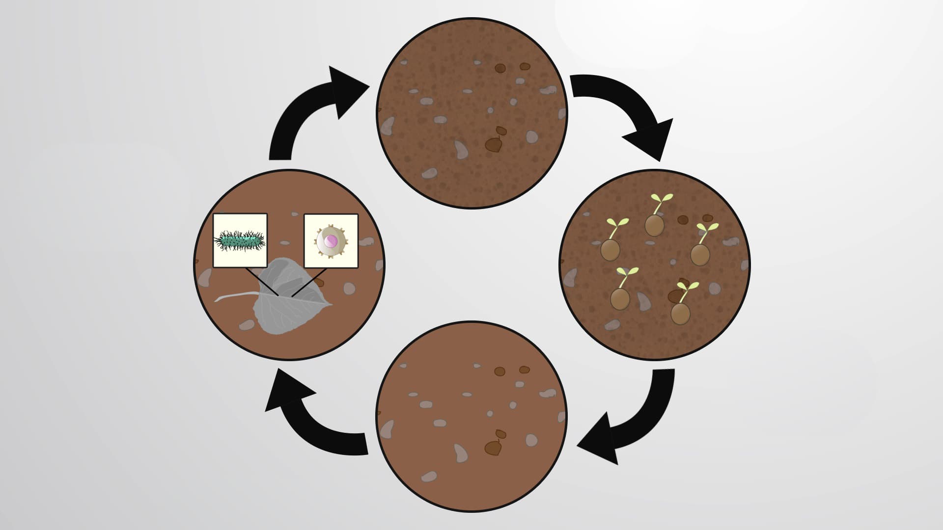 The Soil Ecosystem