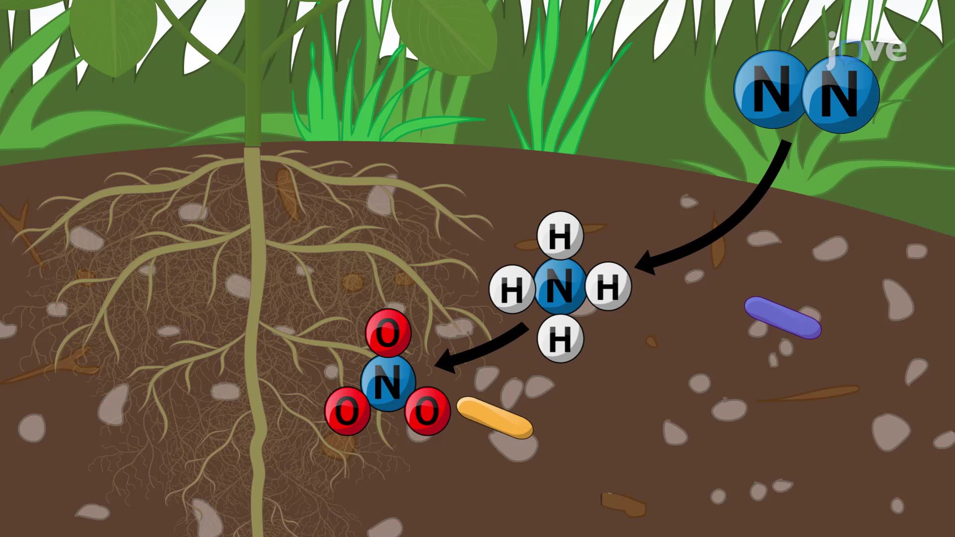 The Roles of Bacteria and Fungi in Plant Nutrition