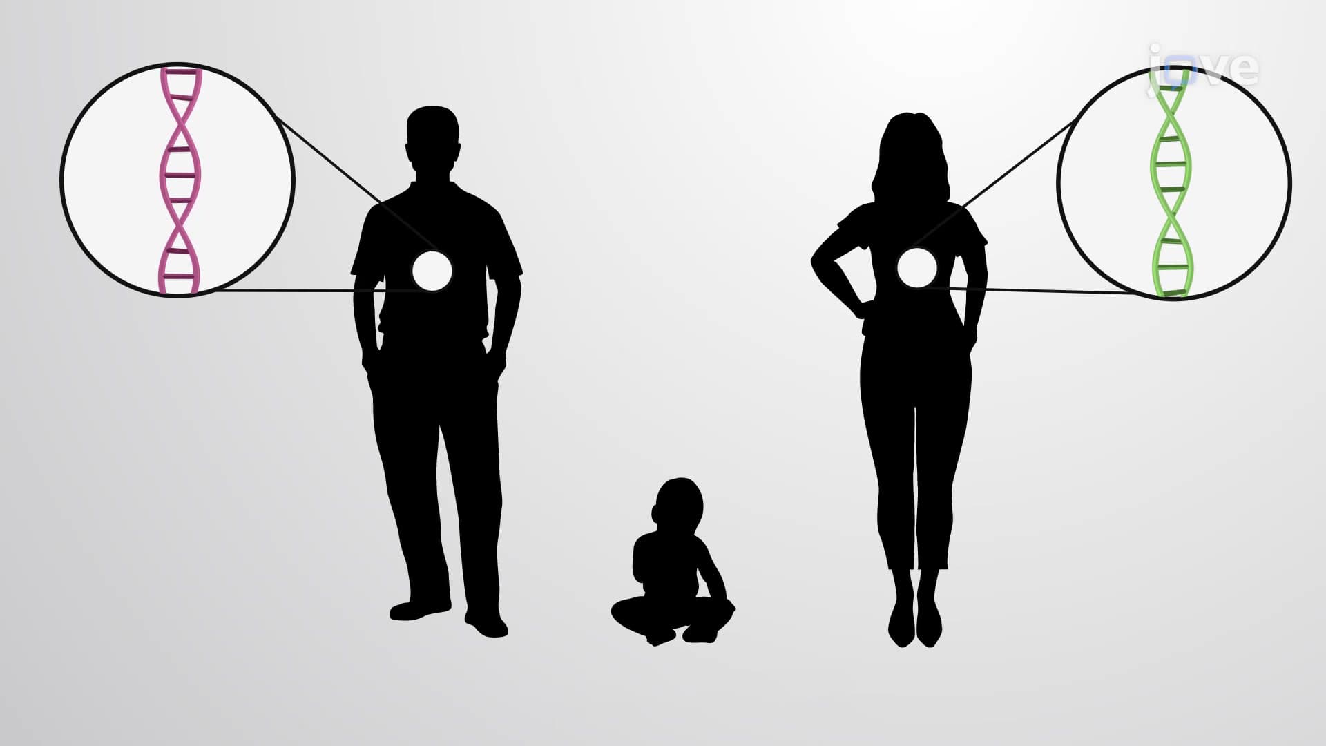 Types of Genetic Transfer Between Organisms