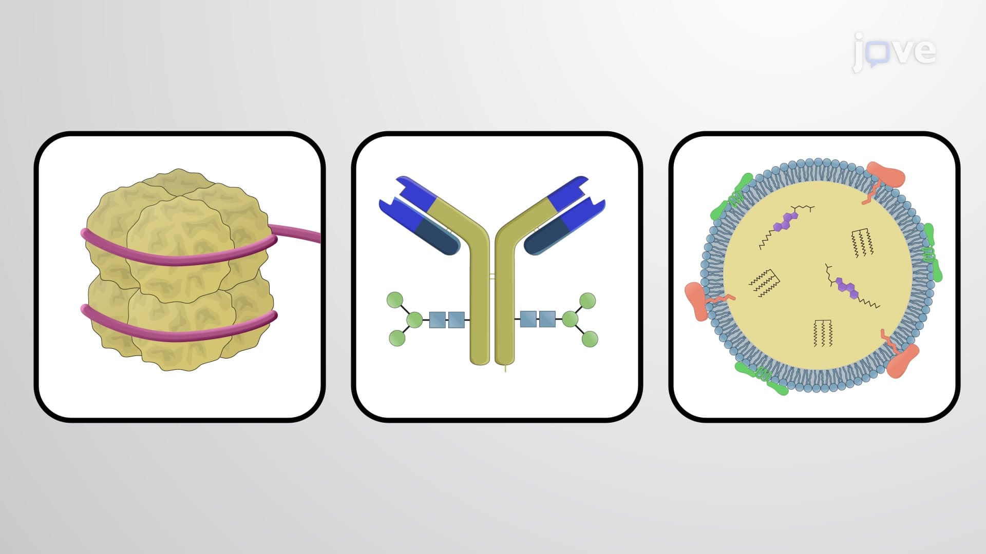 Conjugated Proteins