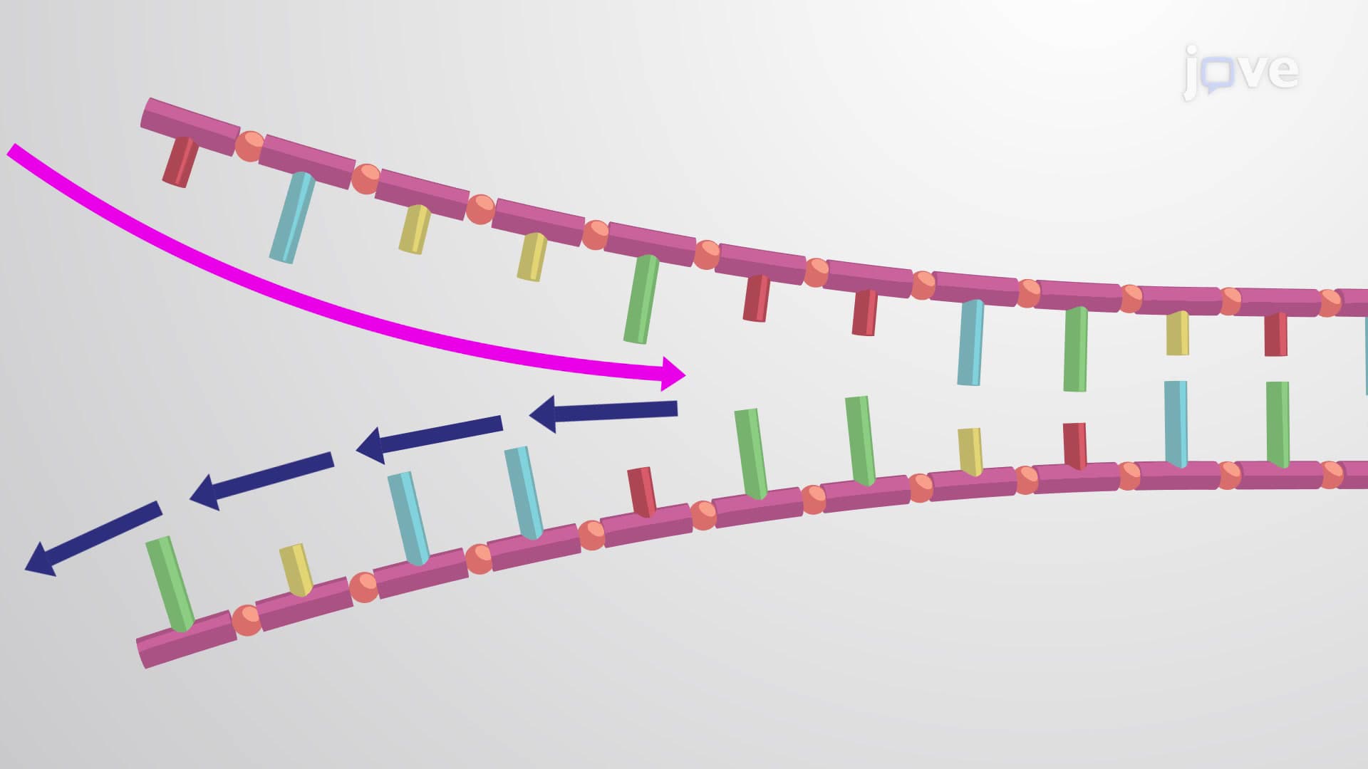 Lagging Strand Synthesis