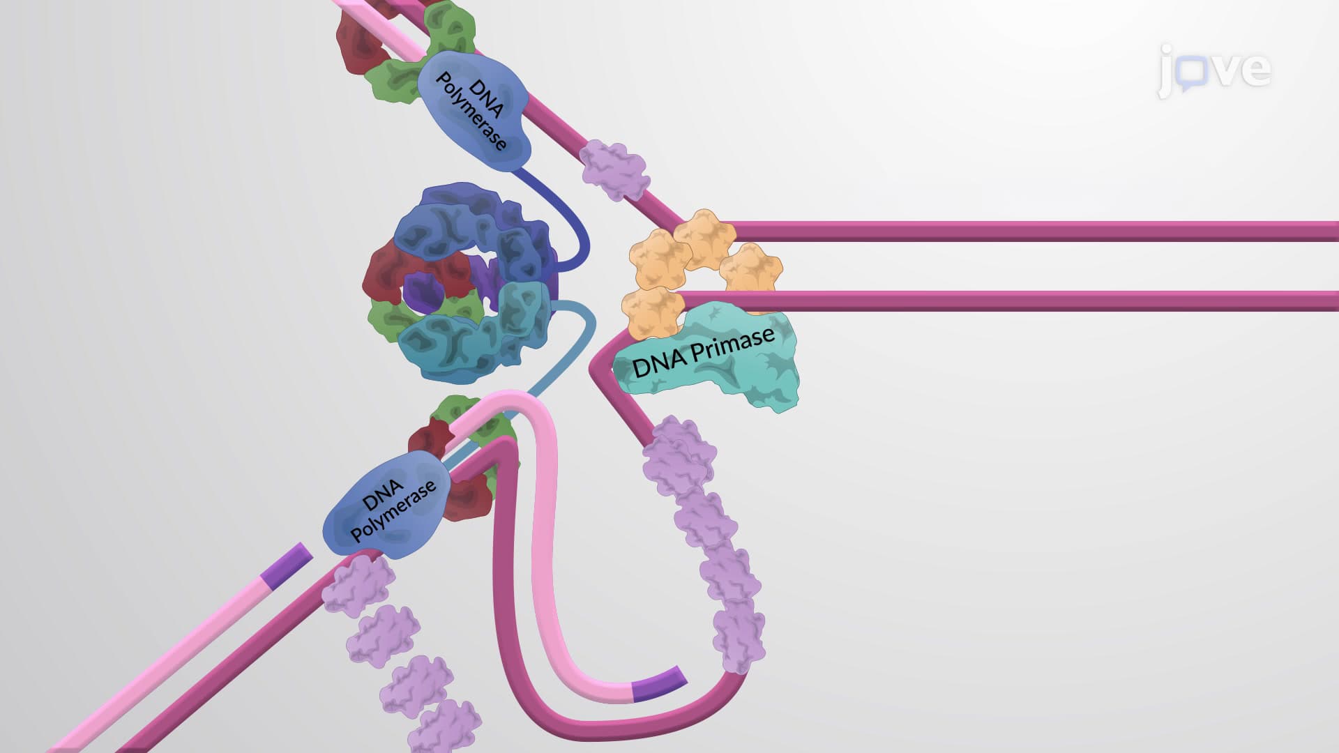 The Replisome