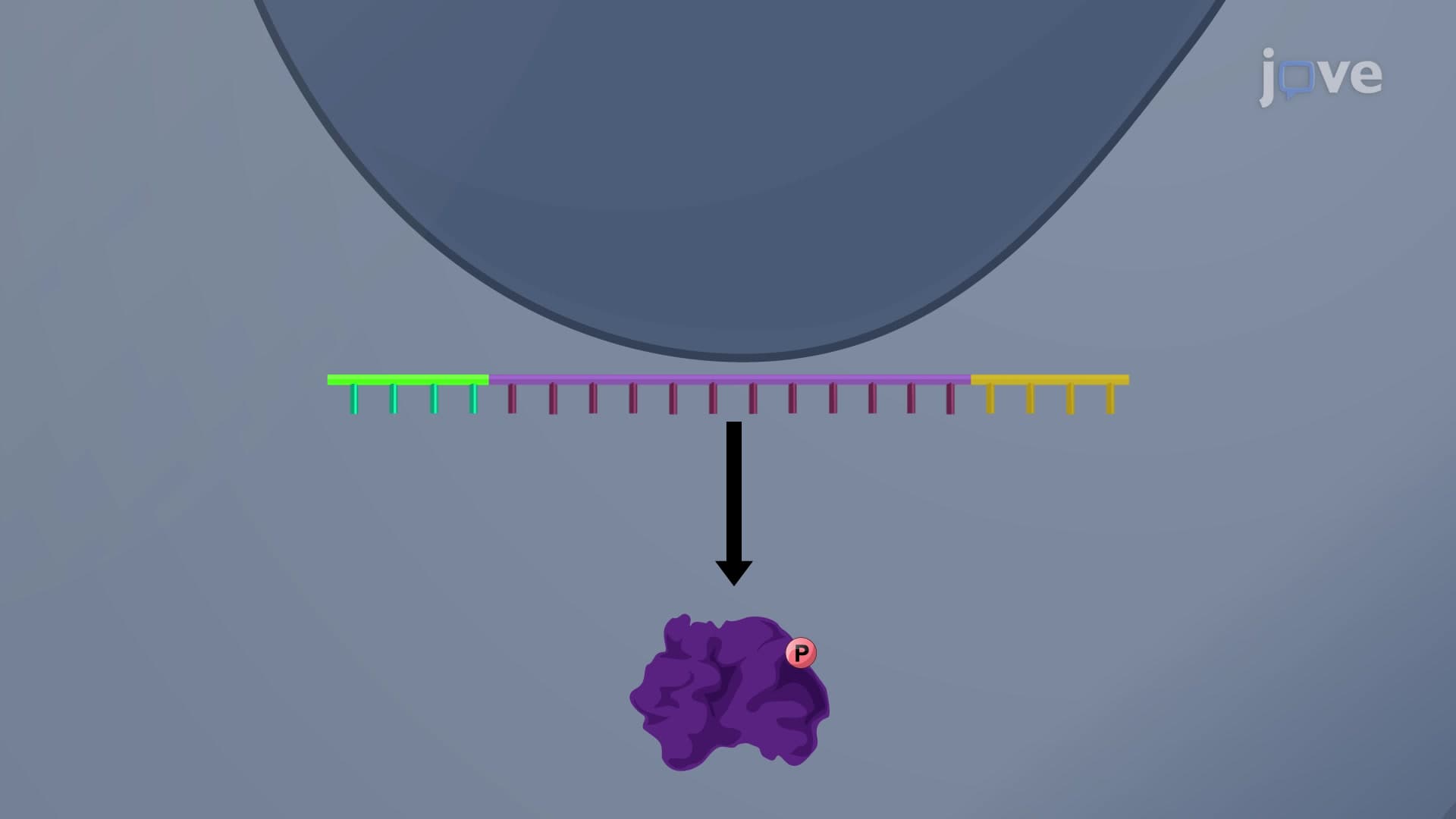 Regulation of Expression Occurs at Multiple Steps