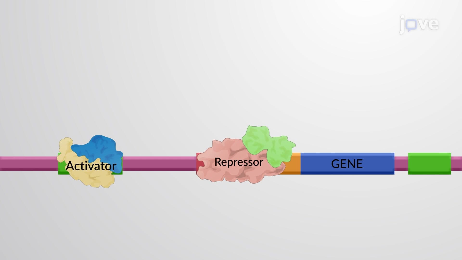 Co-activators and Co-repressors