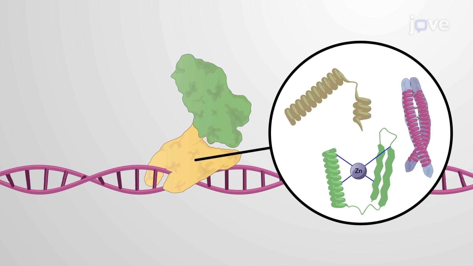 Eukaryotic Transcription Activators