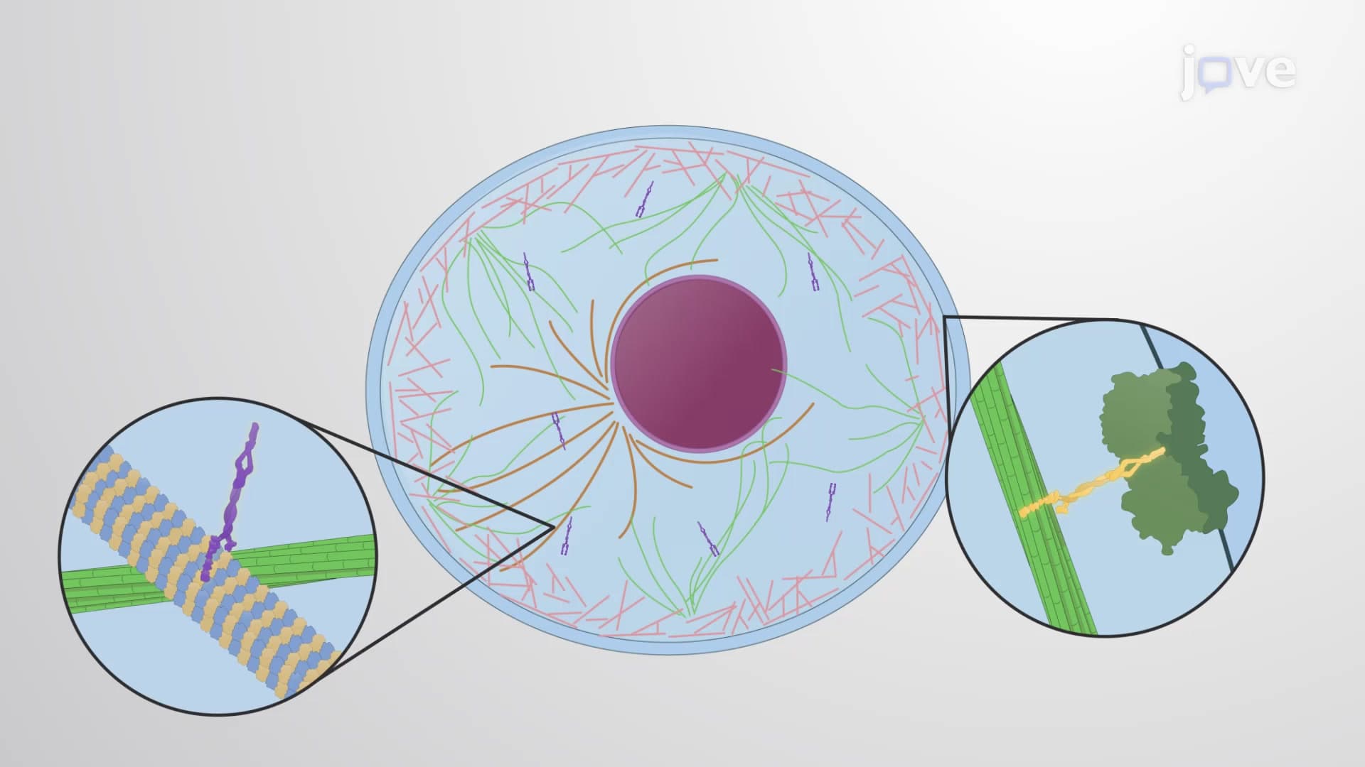 Introduction to Cytoskeleton