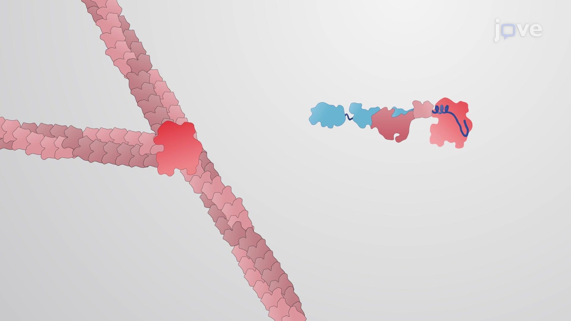 Generation of Straight or Branched Actin Filaments