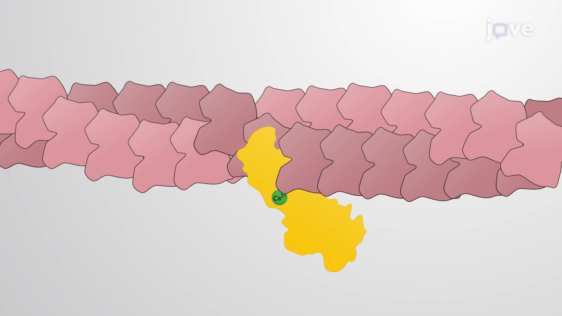 Actin Filament Depolymerization