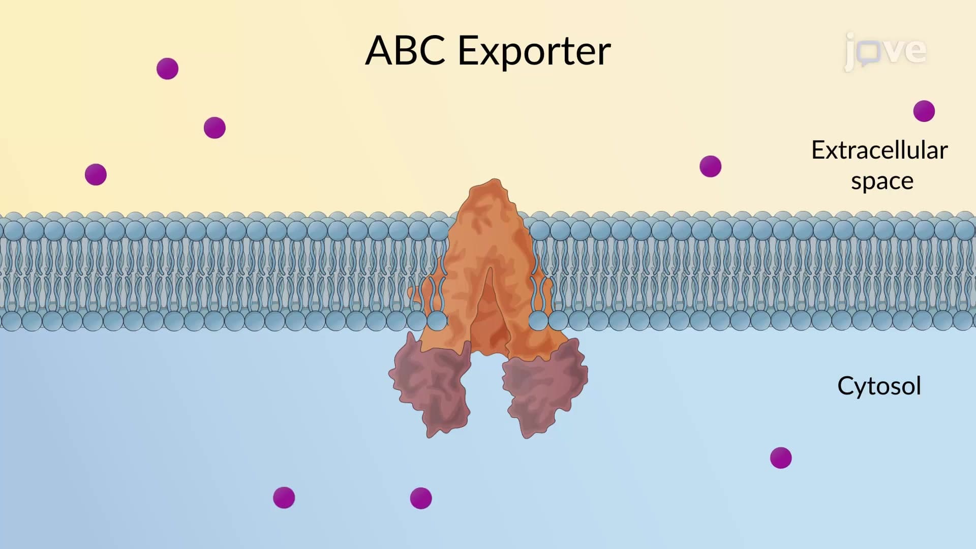 ABC Transporters: Exporter