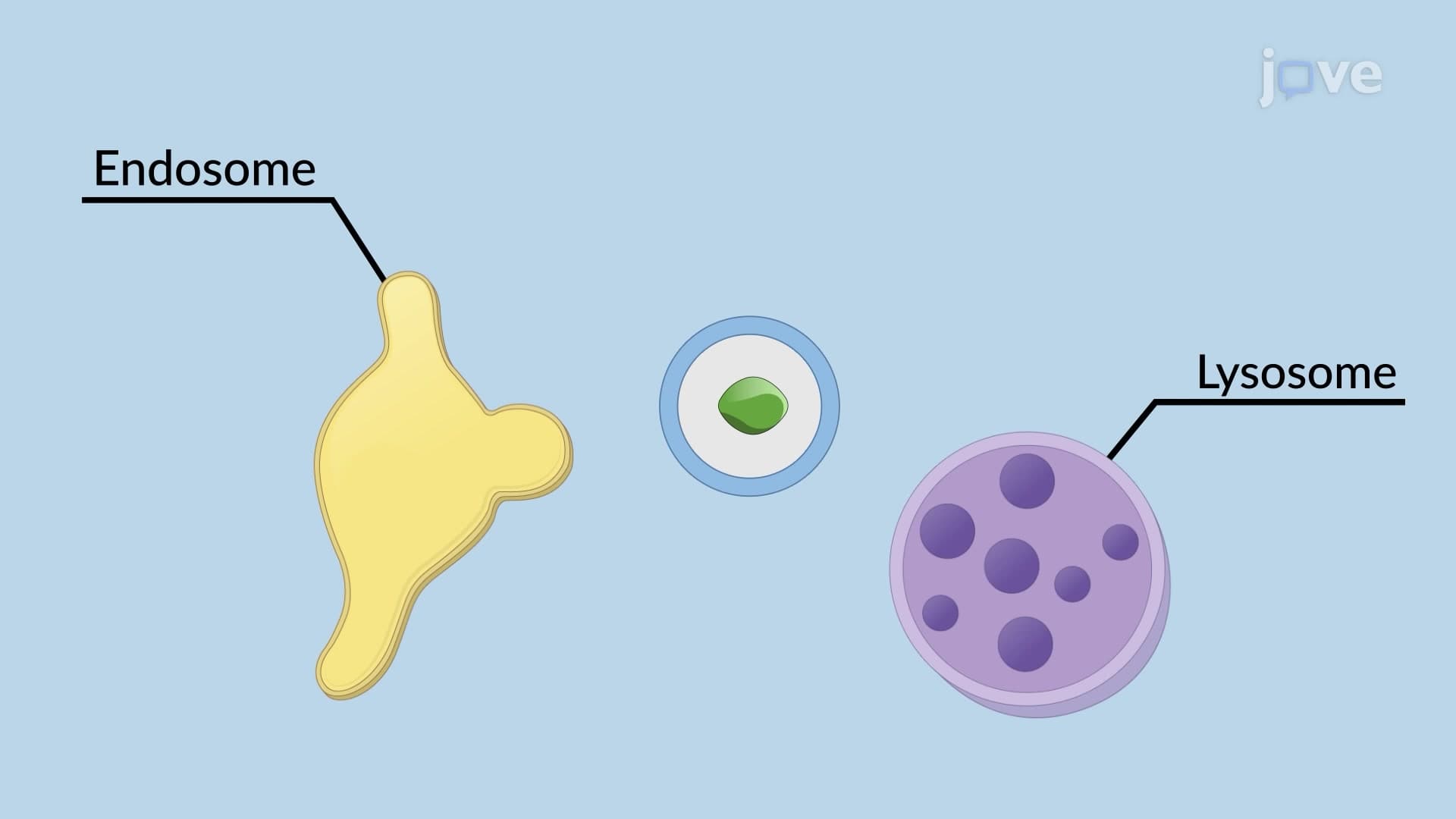 Endocytosis and Exocytosis