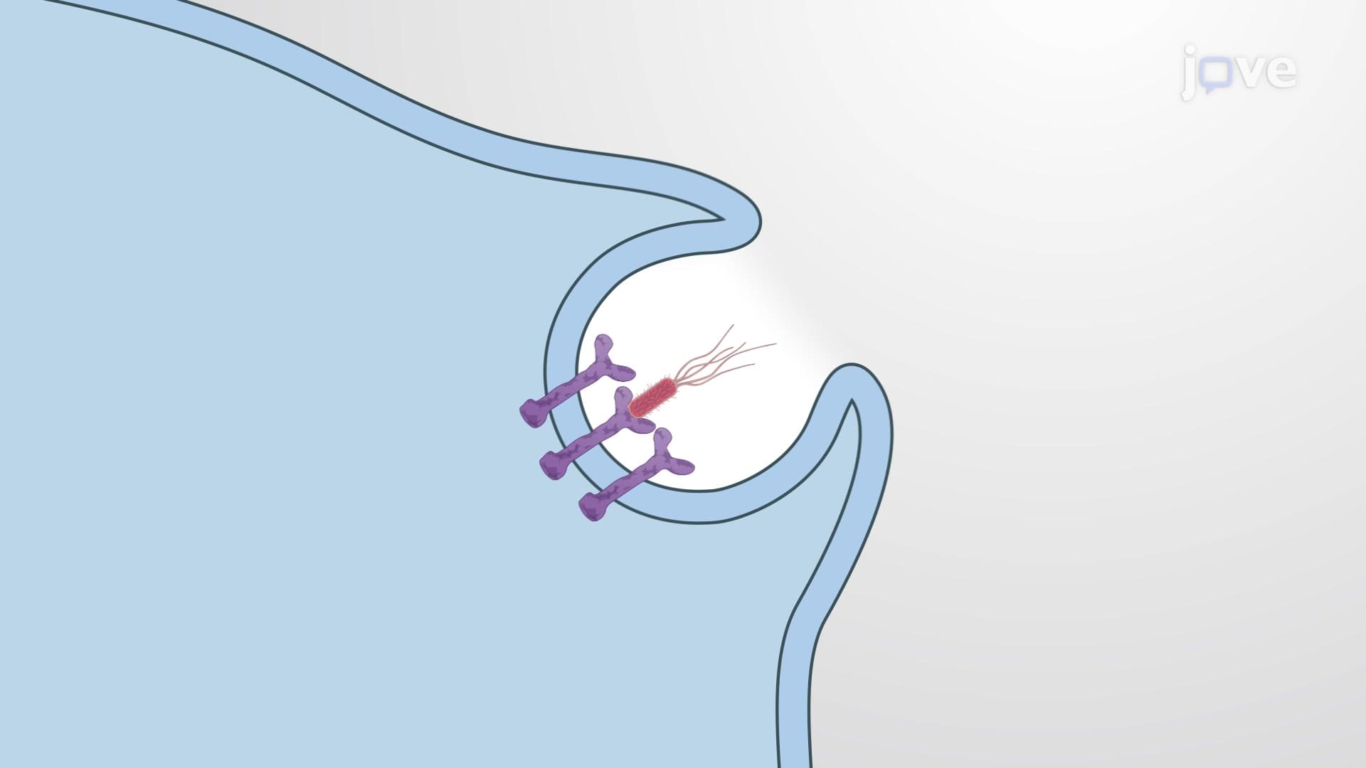 Phagocytosis