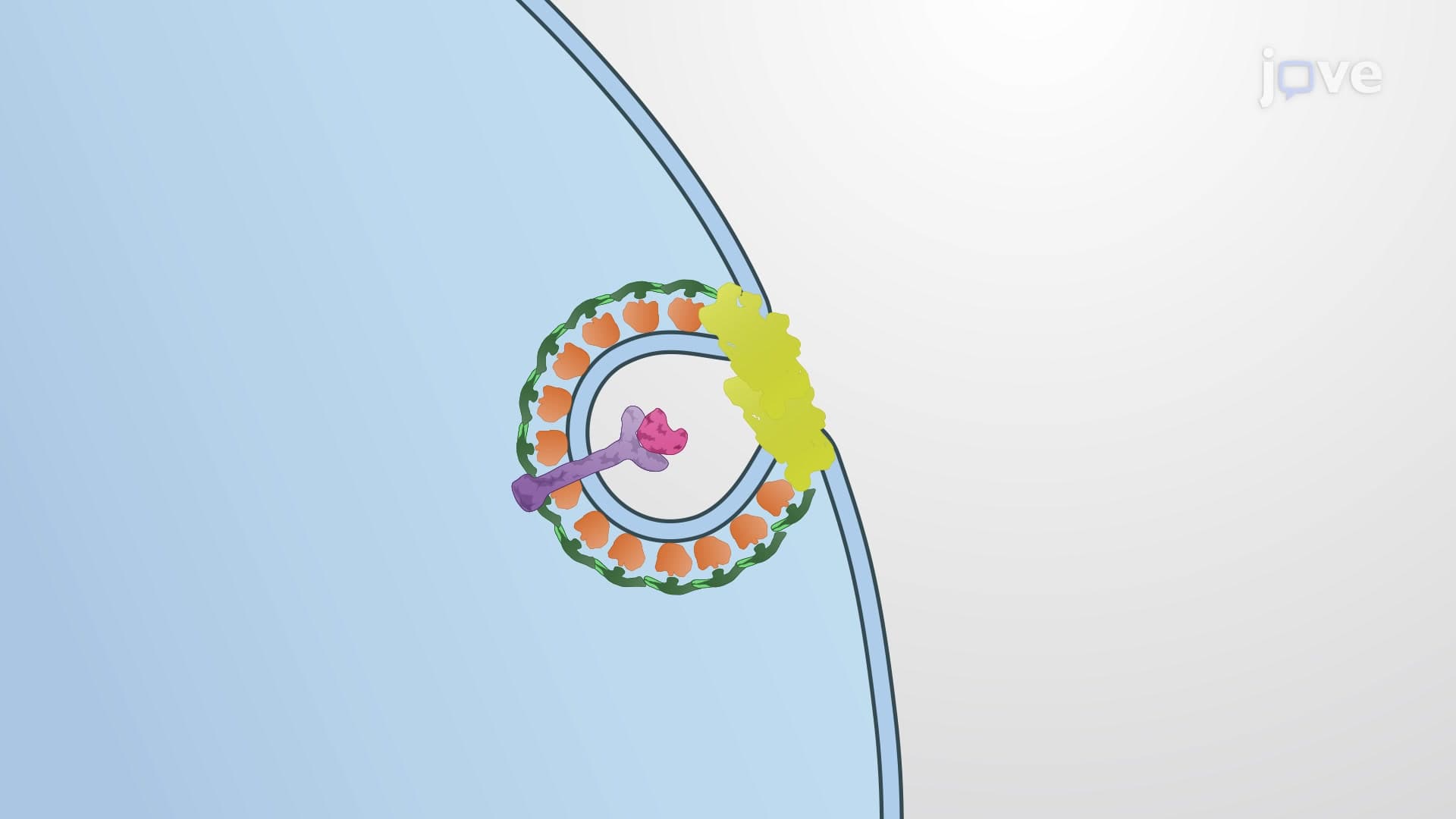 Receptor-Mediated Endocytosis