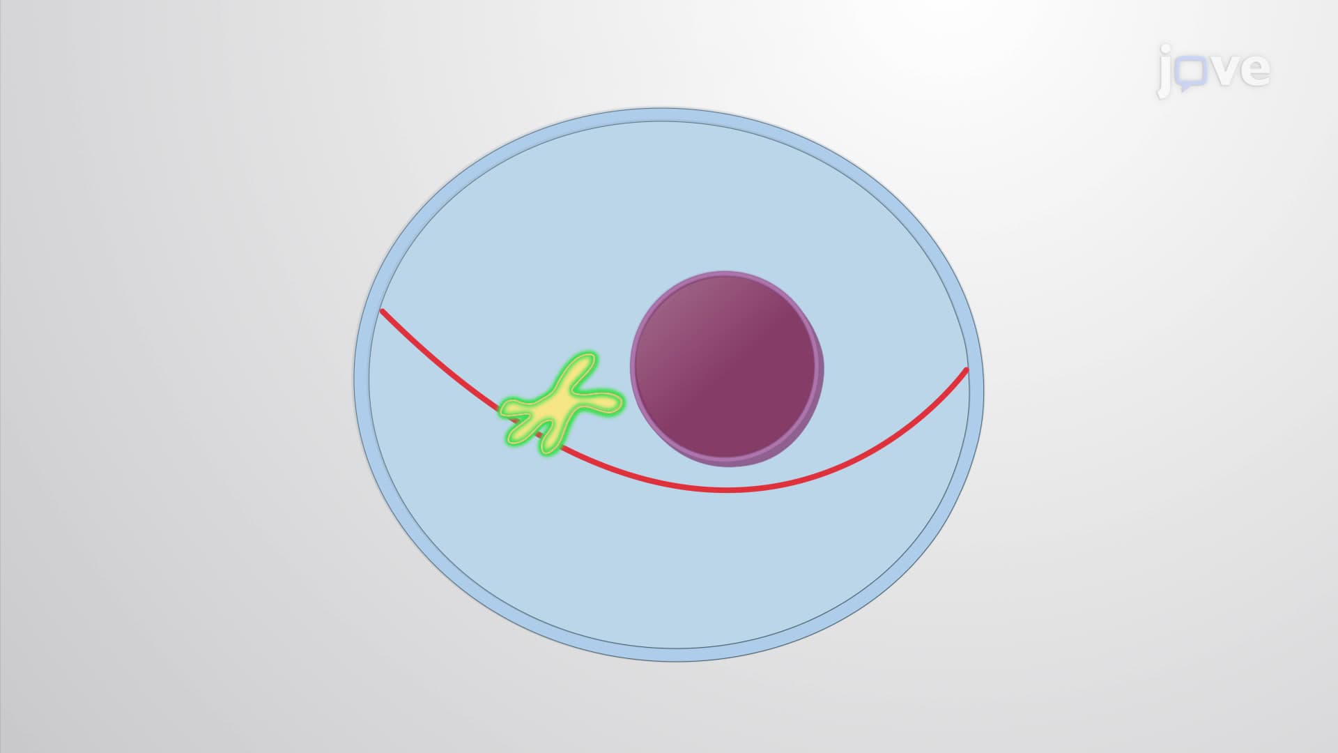 Recycling Endosomes and Transcytosis