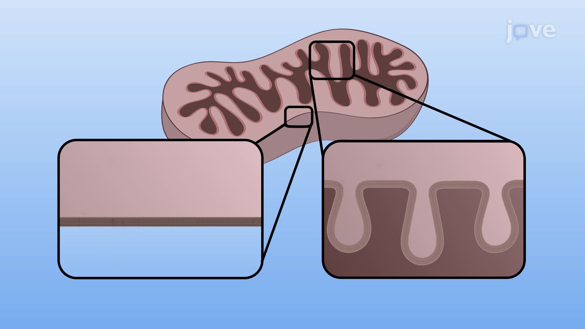 Mitochondrial Membranes