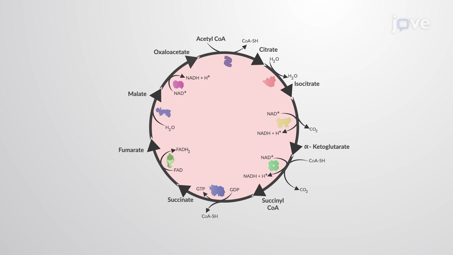 The Citric Acid Cycle: Overview
