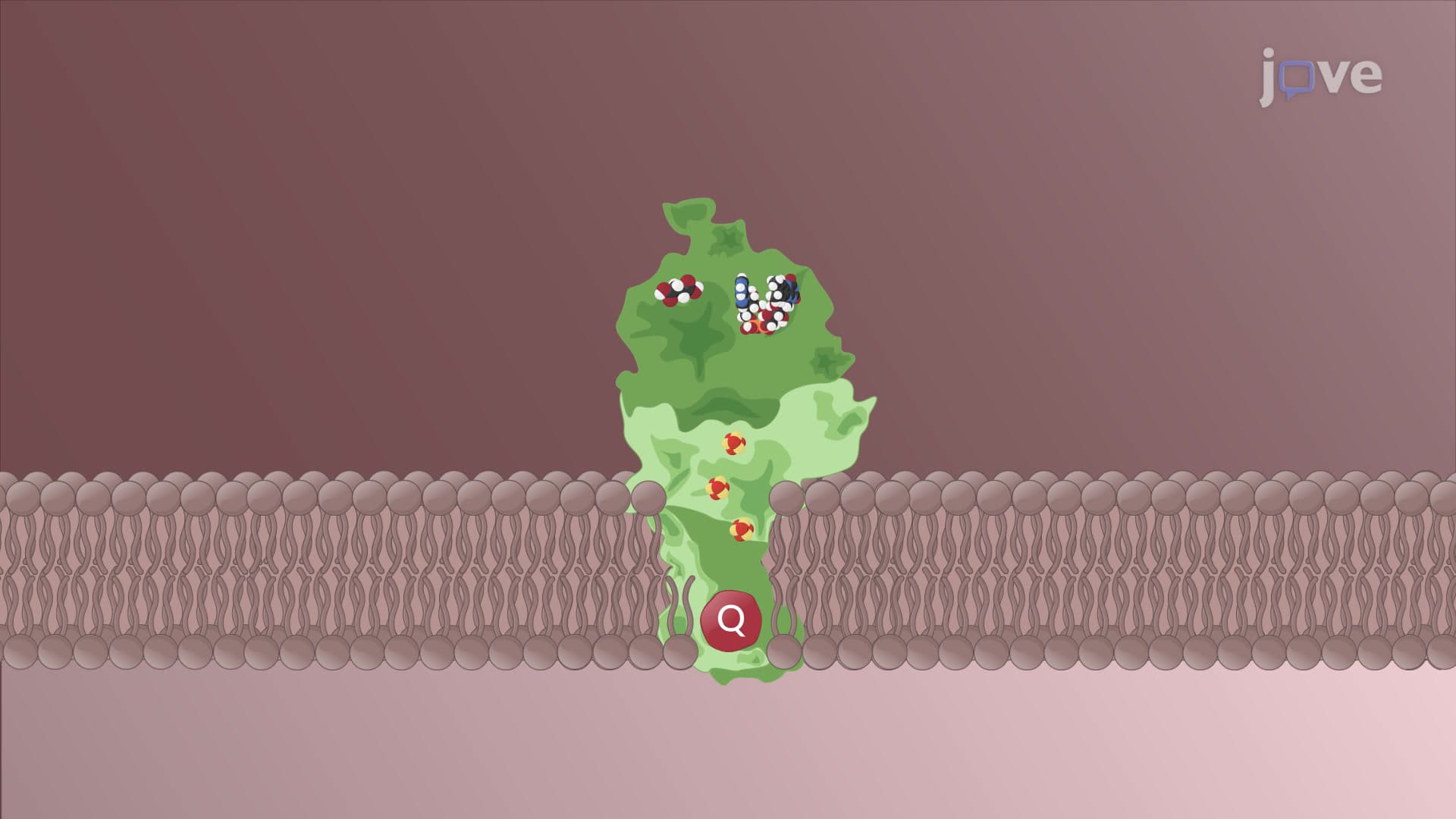 Electron Transport Chain: Complex I and II