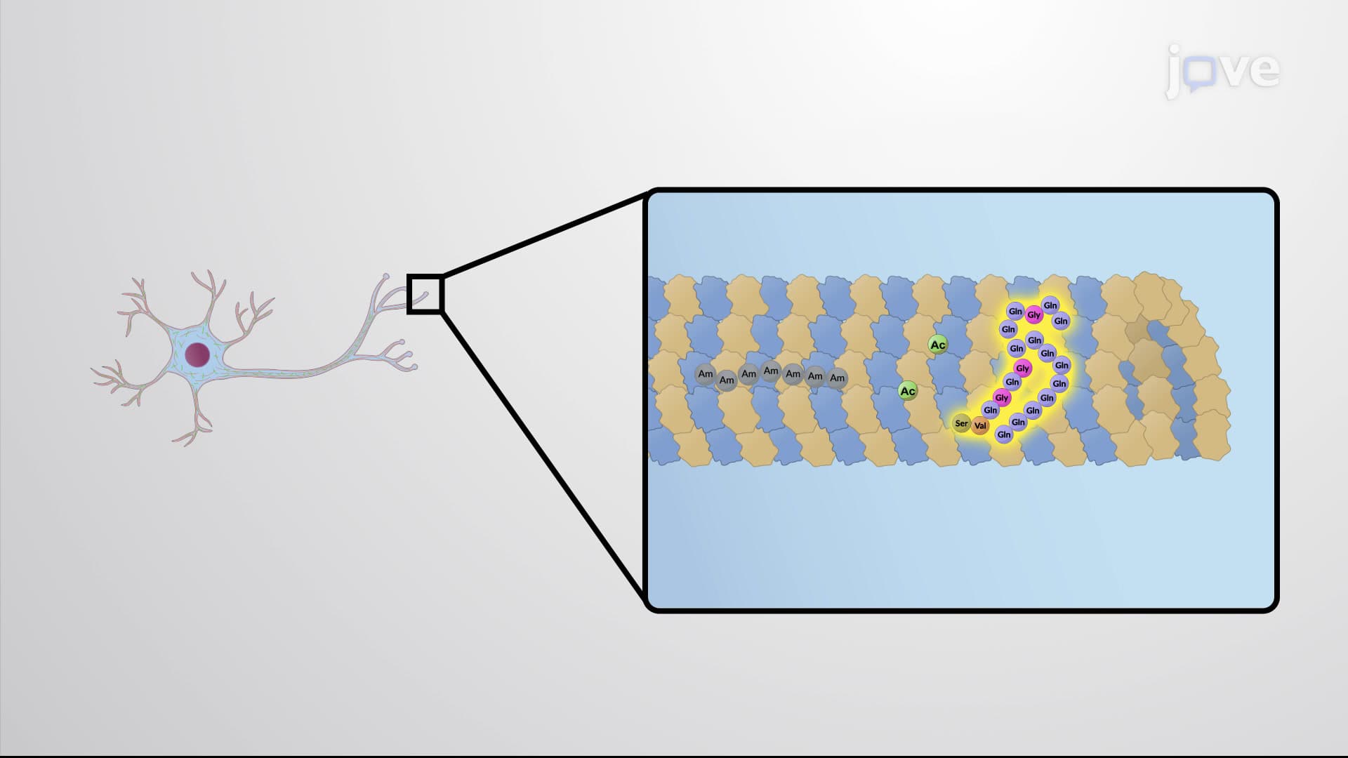 Assembly of Complex Microtubule Structures