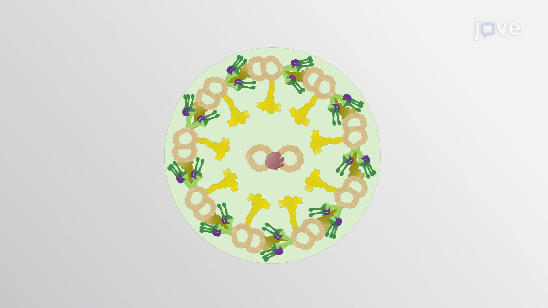 Microtubules in Cell Motility