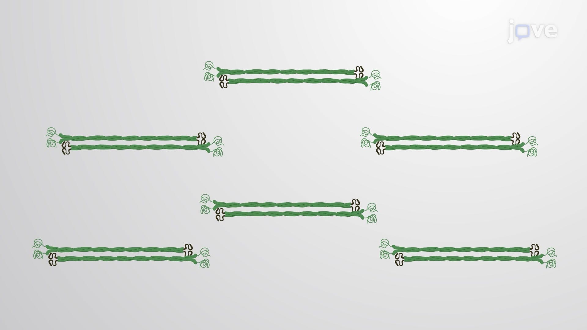 Formation of Intermediate Filaments