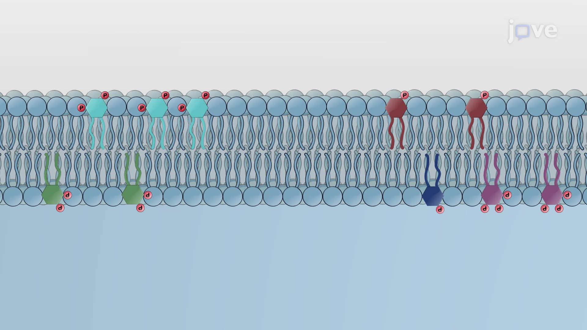 Phosphoinositides and PIPs