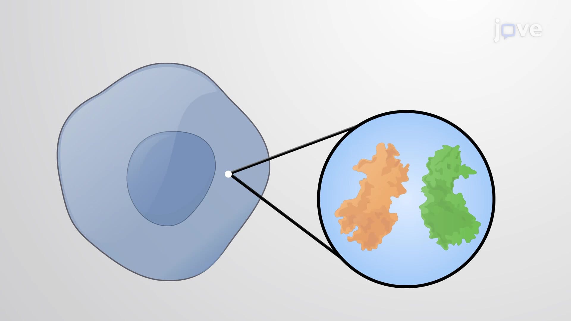 NF-κB-dependent Signaling Pathway