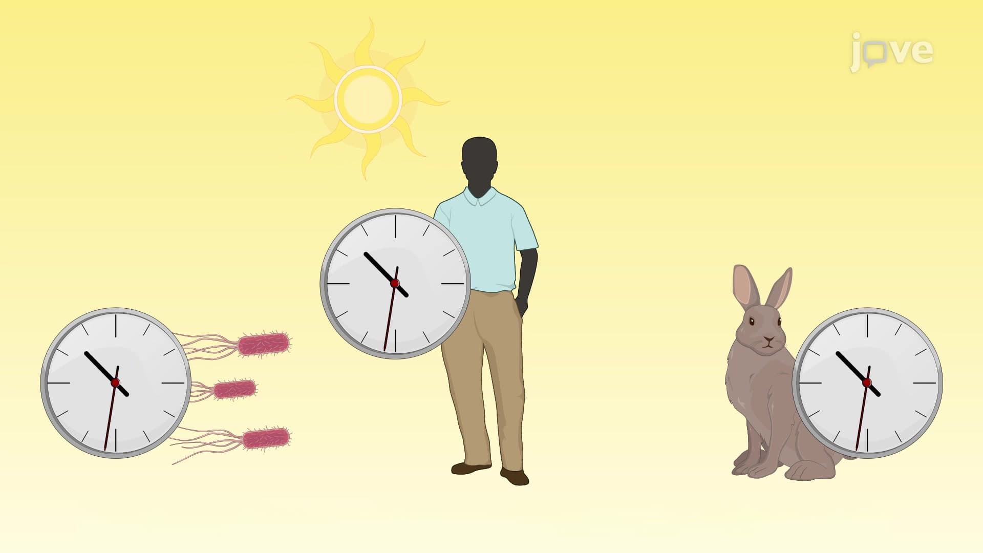Circadian Rhythms and Gene Regulation
