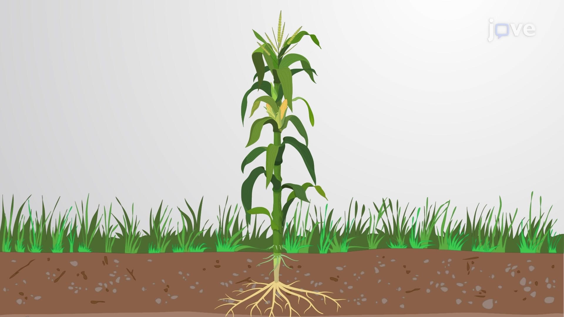 Transgenic Plants
