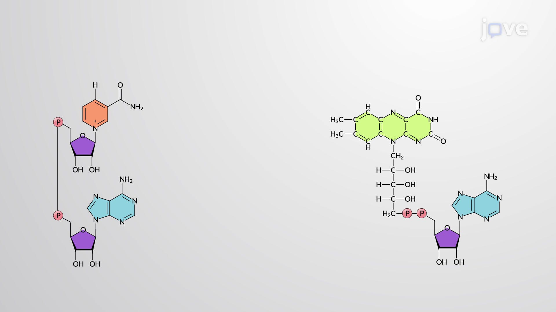 Role of Reduced Coenzymes NADH and FADH₂