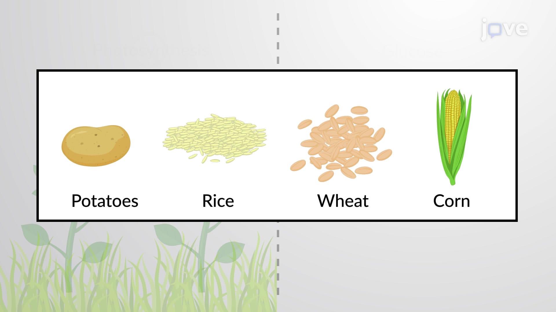 Sugars as Energy Storage Molecules