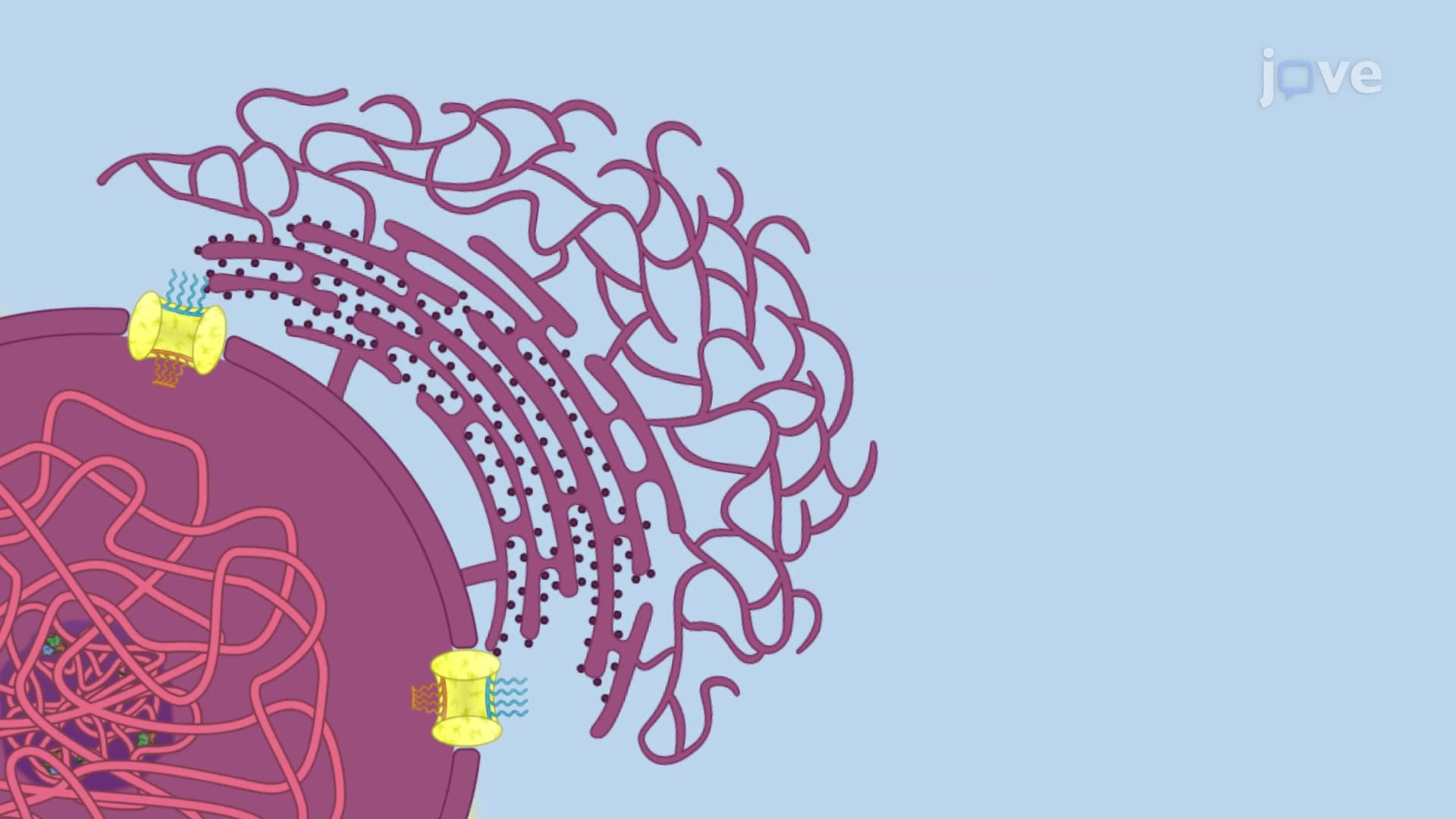 The Endoplasmic Reticulum