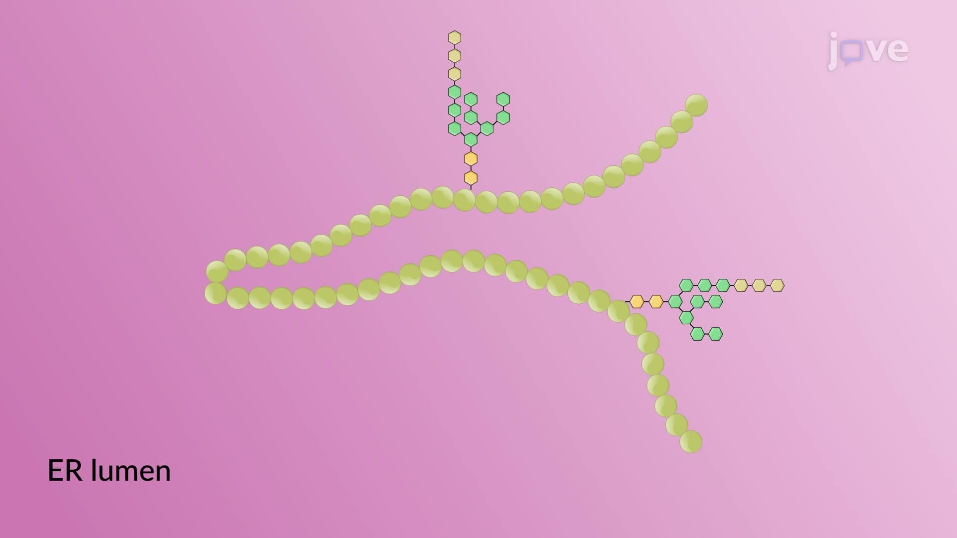 Protein Folding Quality Check in the RER