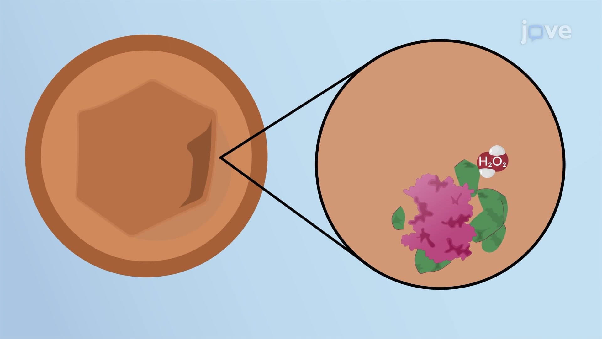 Peroxisomes