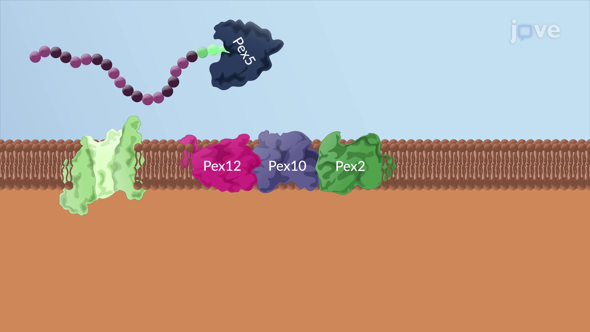 Protein Import into the Peroxisomes