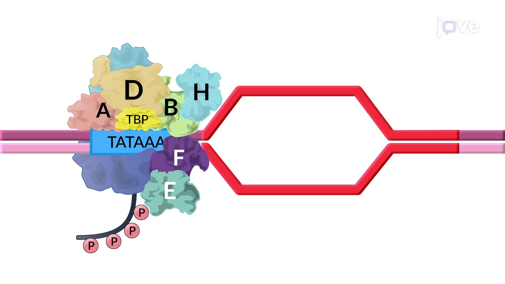 Transcription Initiation