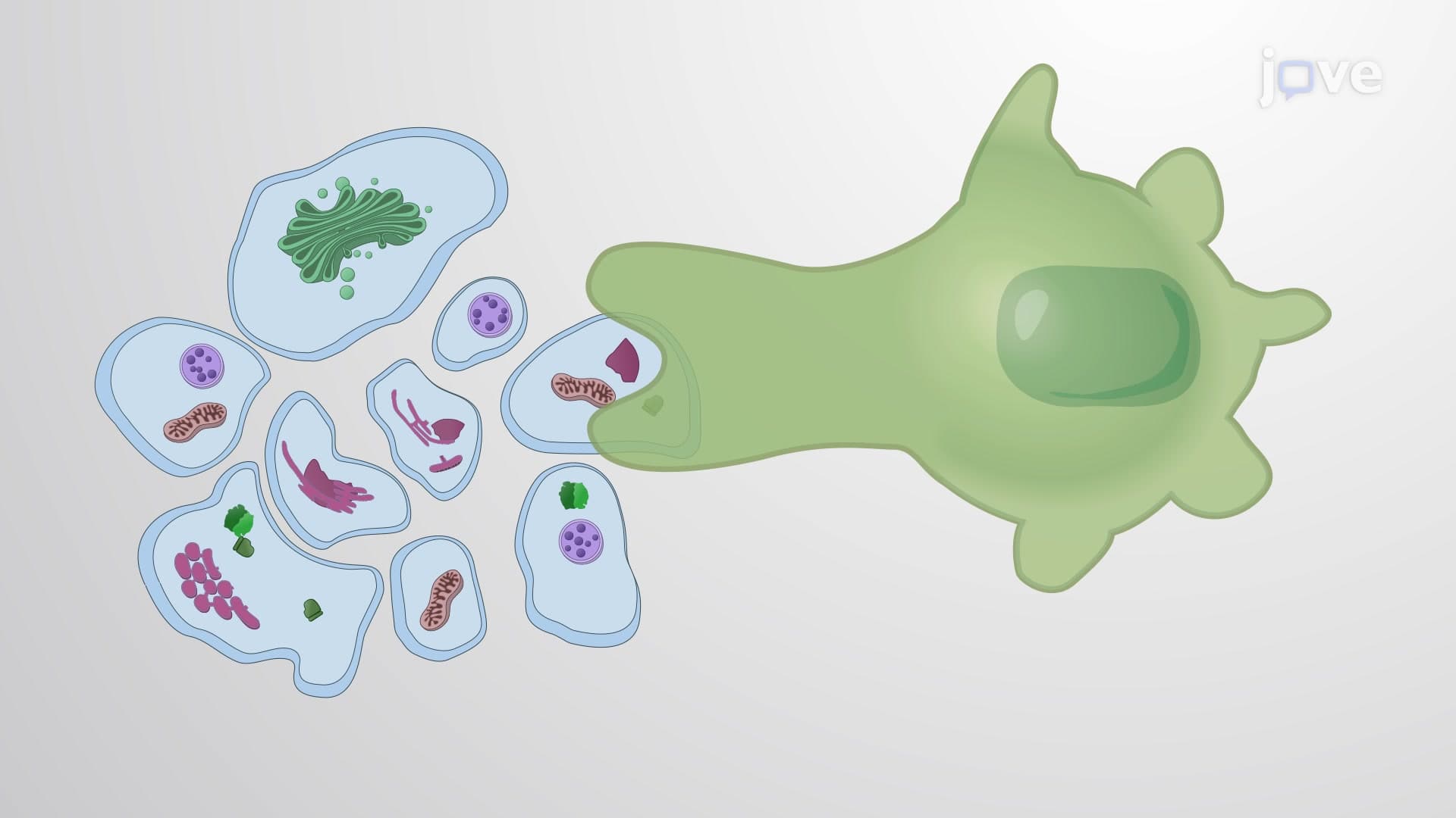 Overview of Cell Death