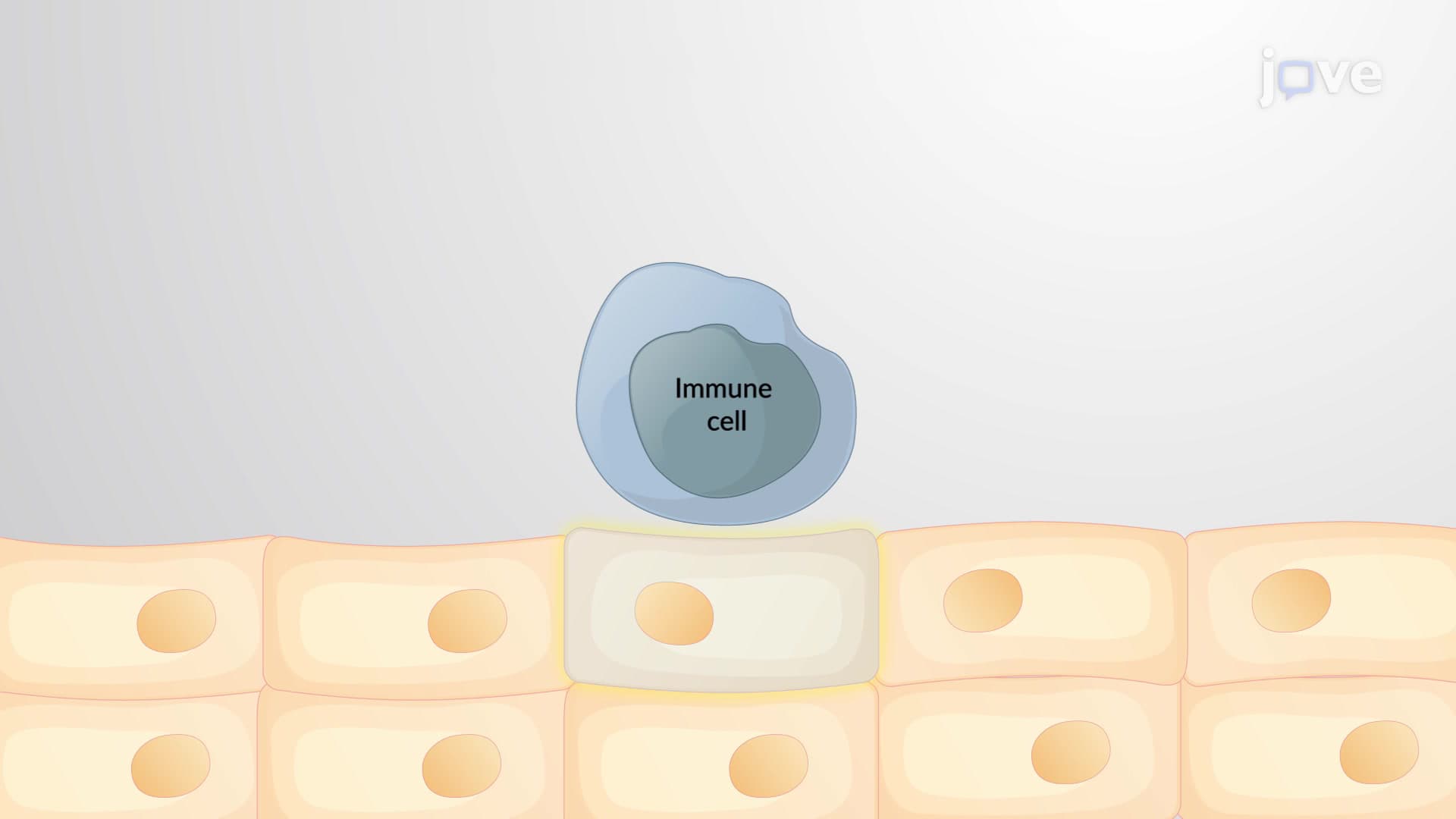 The Extrinsic Apoptotic Pathway