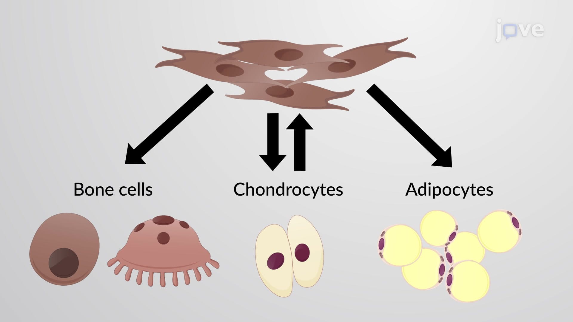 Fibroblast Transformation and Muscle Stem Cells