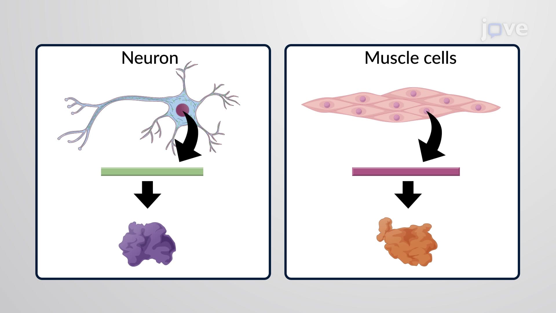 What is Gene Expression?
